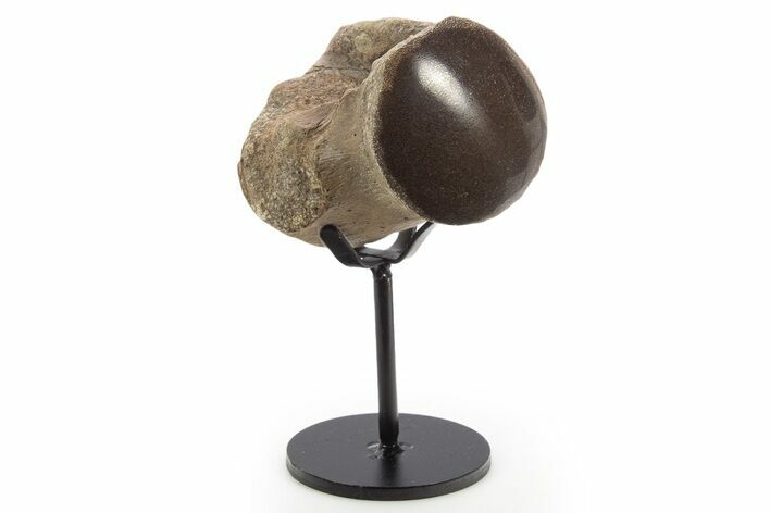 Polished Fossil Mosasaur Vertebra w/ Metal Stand - Texas #335044